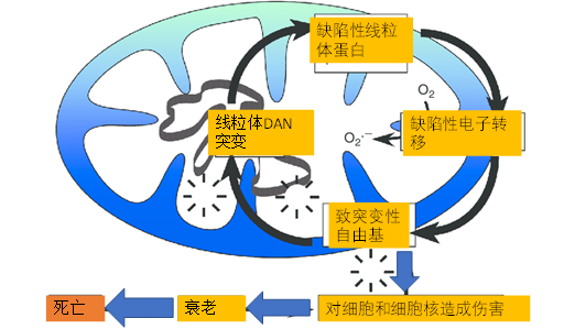 寻找青春不老泉-线粒体致衰理论 寻找青春不老泉-线粒体致衰理论